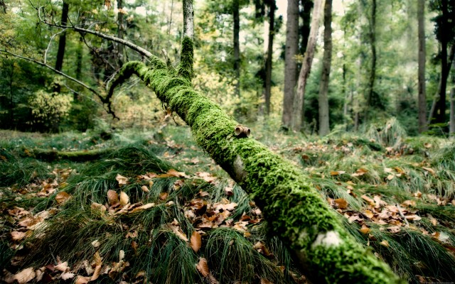 Nature. Desktop wallpaper