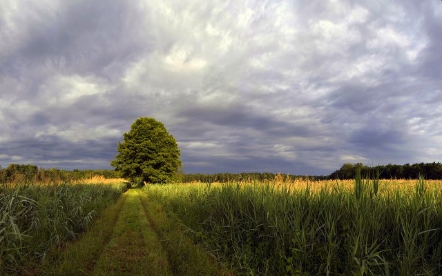 Nature. Desktop wallpaper