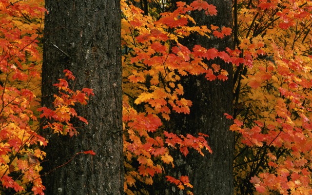 Nature. Desktop wallpaper