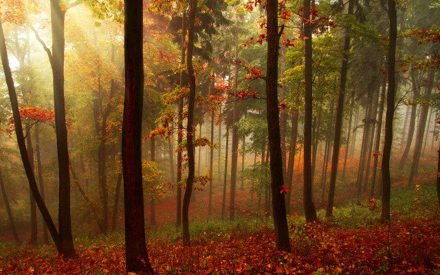 Nature. Desktop wallpaper