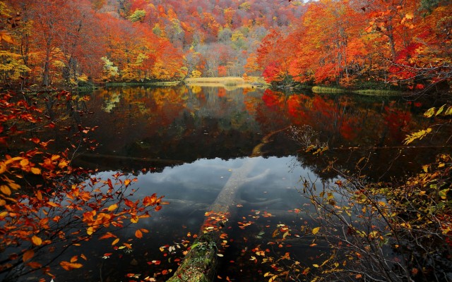 Nature. Desktop wallpaper