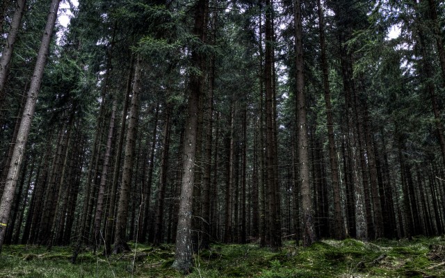 Nature. Desktop wallpaper