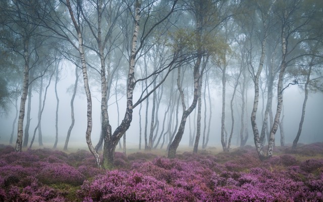 Nature. Desktop wallpaper