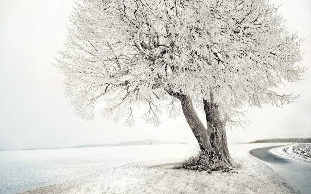 Nature. Desktop wallpaper