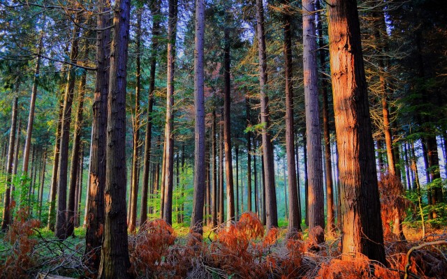Nature. Desktop wallpaper