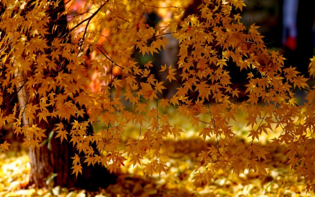 Nature. Desktop wallpaper