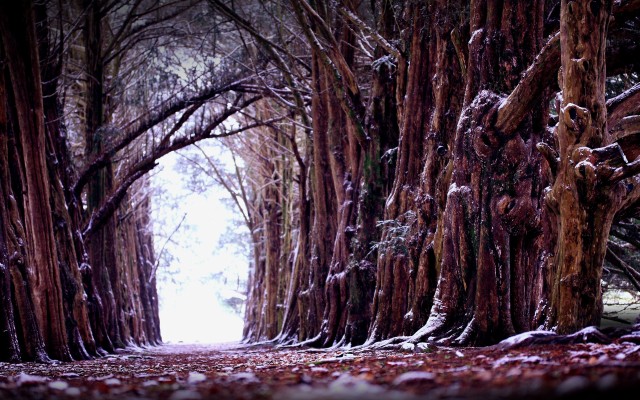 Nature. Desktop wallpaper