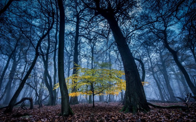 Nature. Desktop wallpaper