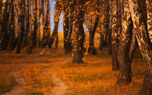 Nature. Desktop wallpaper
