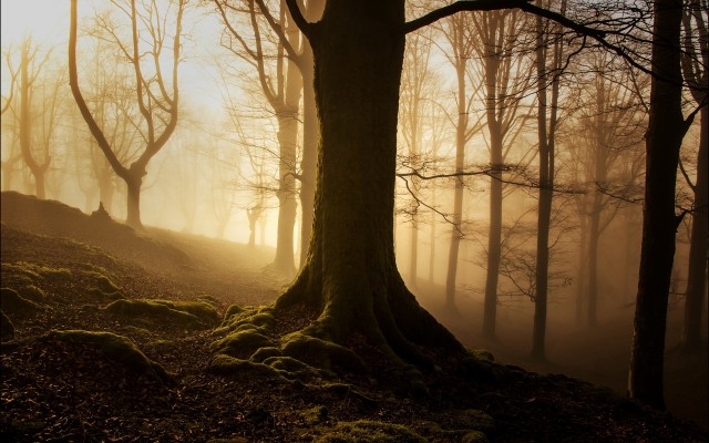 Nature. Desktop wallpaper