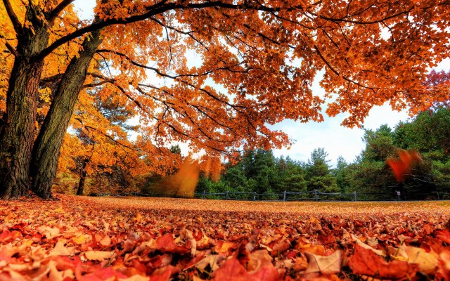 Nature. Desktop wallpaper