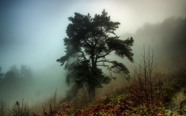 Nature. Desktop wallpaper