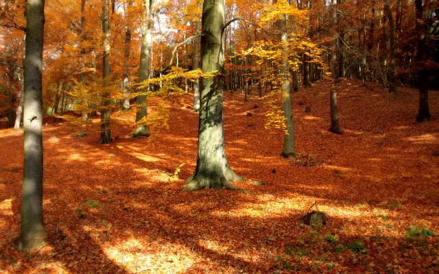 Nature. Desktop wallpaper
