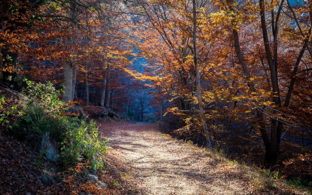 Nature. Desktop wallpaper