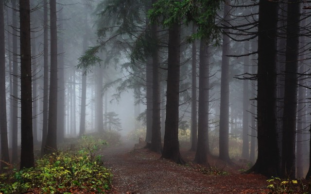 Nature. Desktop wallpaper