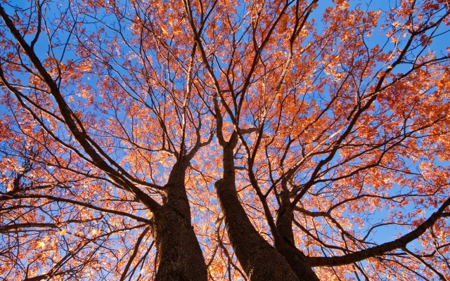 Nature. Desktop wallpaper