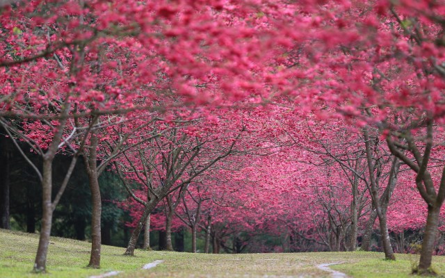 Nature. Desktop wallpaper