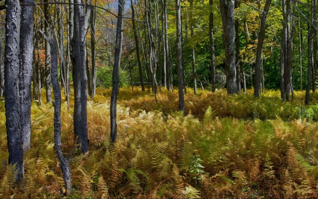 Nature. Desktop wallpaper