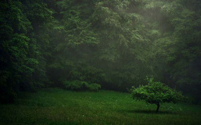 Nature. Desktop wallpaper