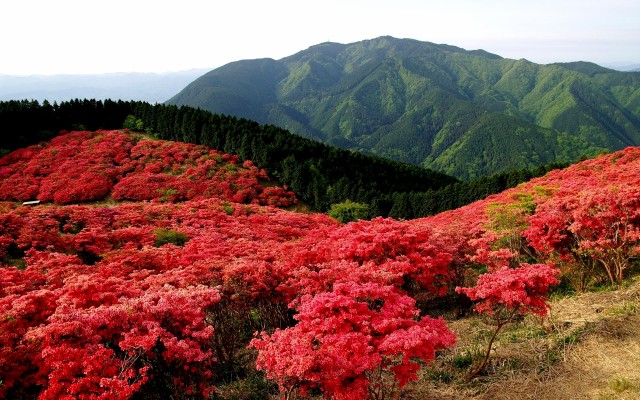 Nature. Desktop wallpaper