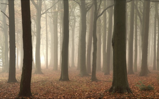 Nature. Desktop wallpaper