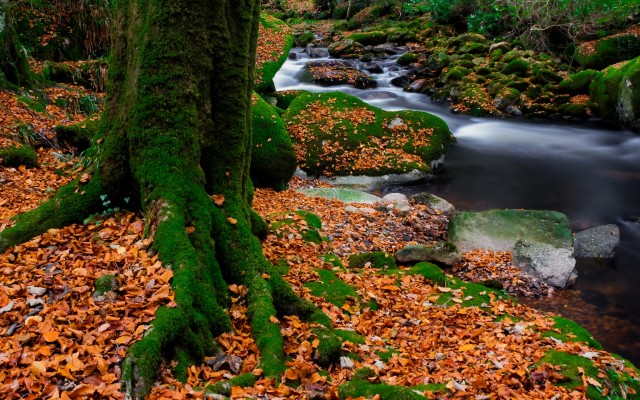 Nature. Desktop wallpaper