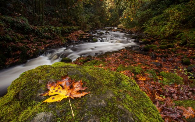 Nature. Desktop wallpaper