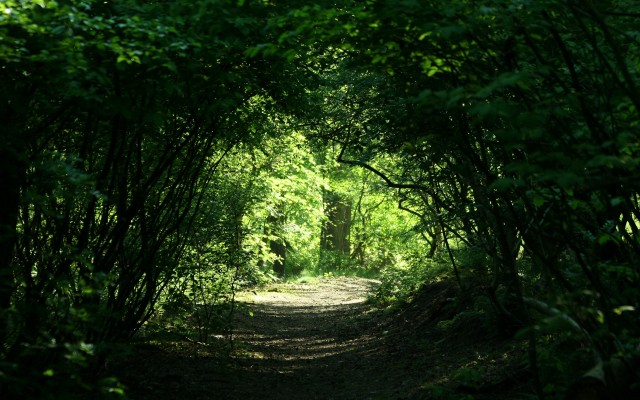 Nature. Desktop wallpaper