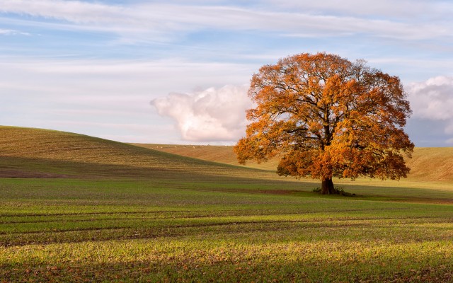 Nature. Desktop wallpaper