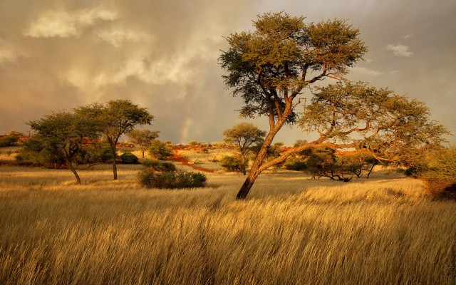 Nature. Desktop wallpaper