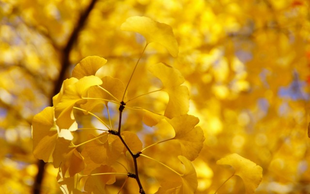 Nature. Desktop wallpaper