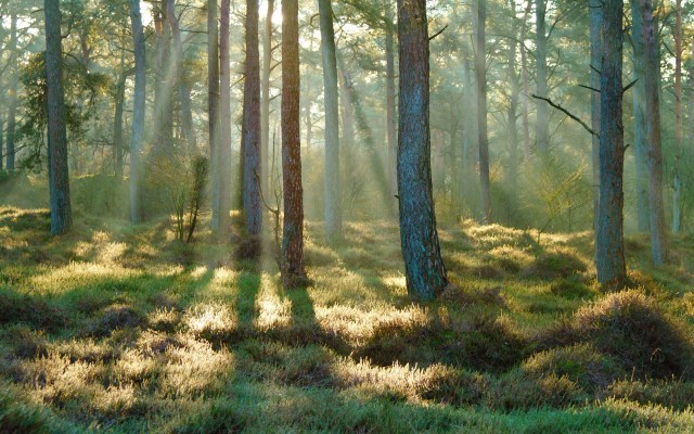 Nature. Desktop wallpaper