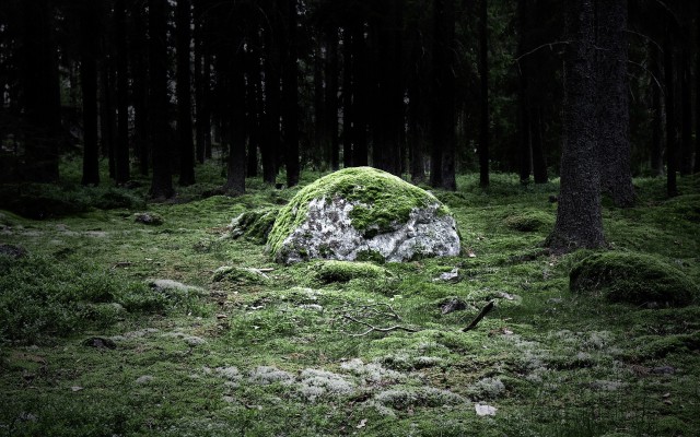 Nature. Desktop wallpaper
