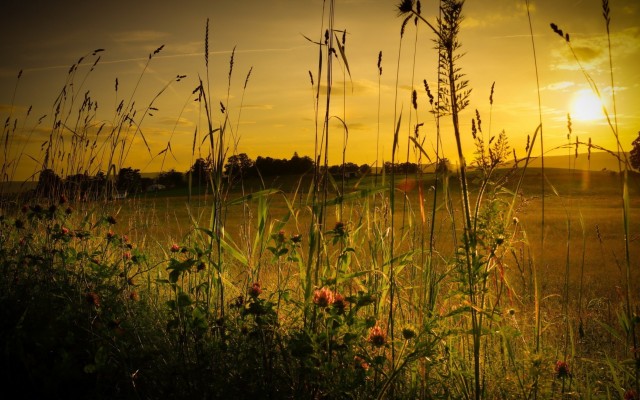 Nature. Desktop wallpaper