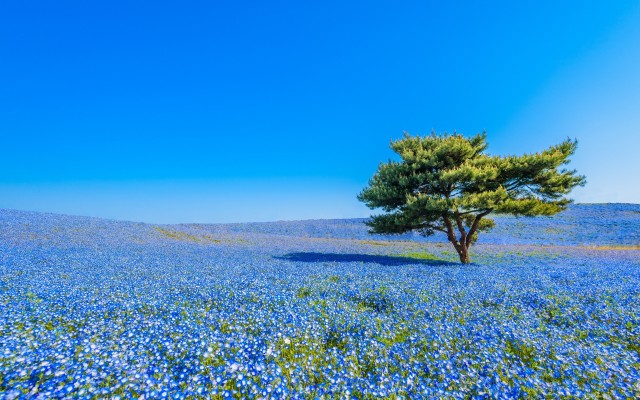 Nature. Desktop wallpaper