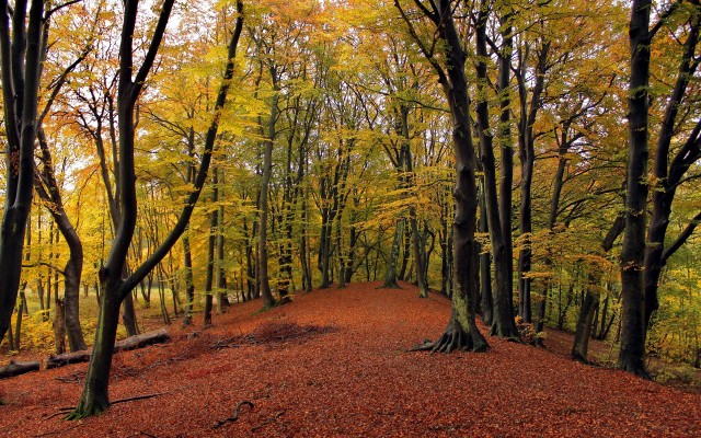 Nature. Desktop wallpaper