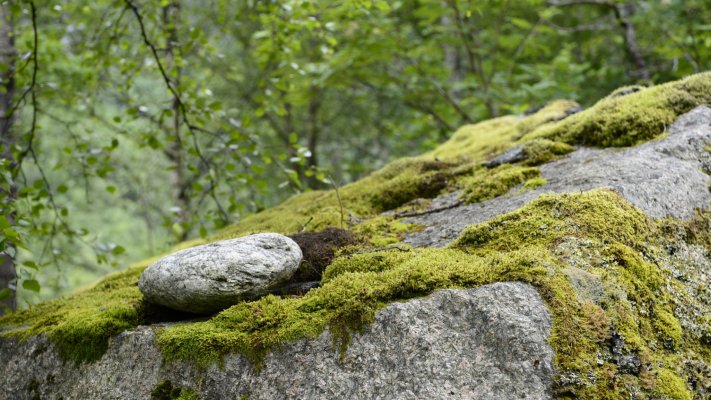 Nature. Desktop wallpaper