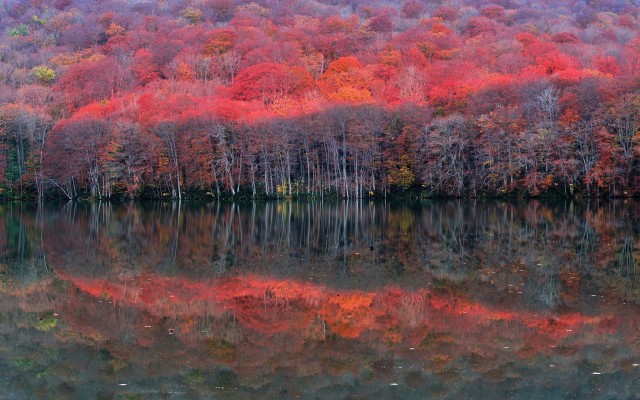 Nature. Desktop wallpaper