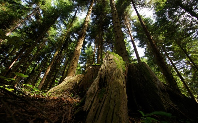 Nature. Desktop wallpaper