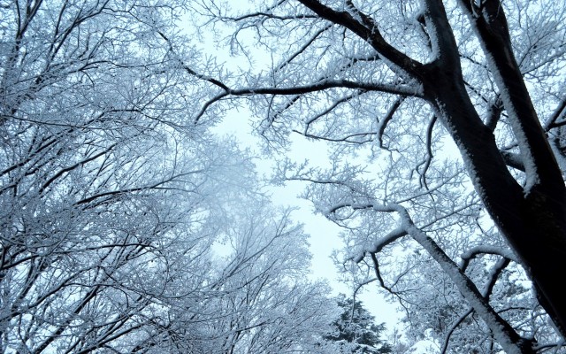 Nature. Desktop wallpaper