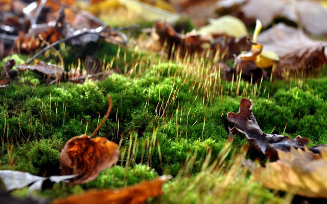 Nature. Desktop wallpaper