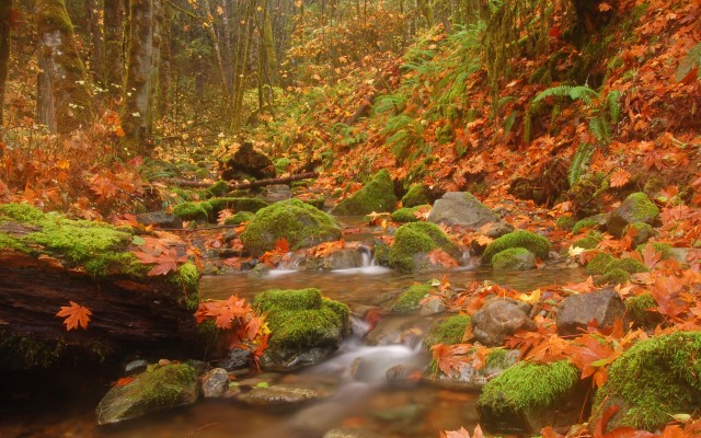 Nature. Desktop wallpaper