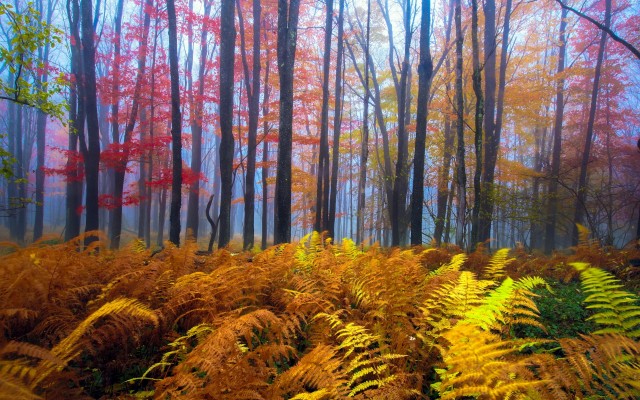 Nature. Desktop wallpaper