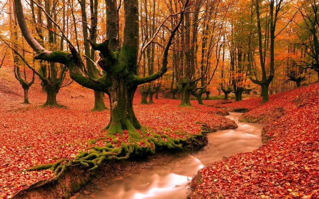 Nature. Desktop wallpaper