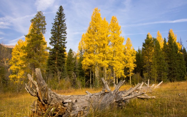 Nature. Desktop wallpaper