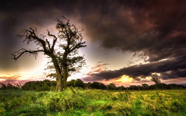 Nature. Desktop wallpaper