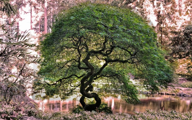 Nature. Desktop wallpaper