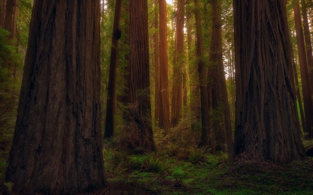 Nature. Desktop wallpaper
