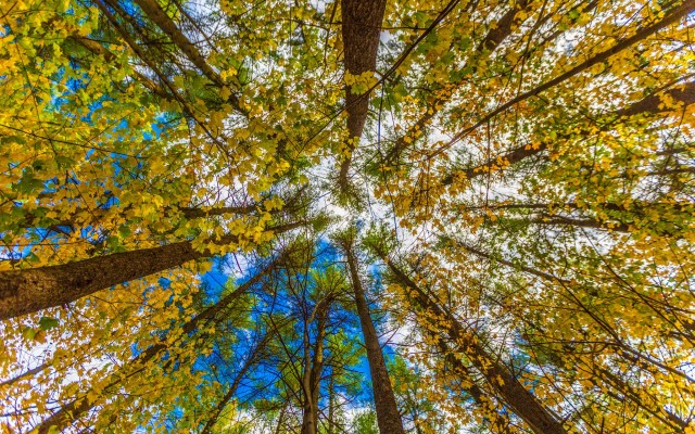 Nature. Desktop wallpaper