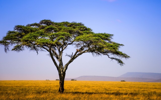 Nature. Desktop wallpaper